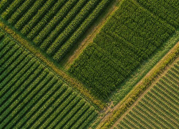 Talhões agrícolas vistos de cima